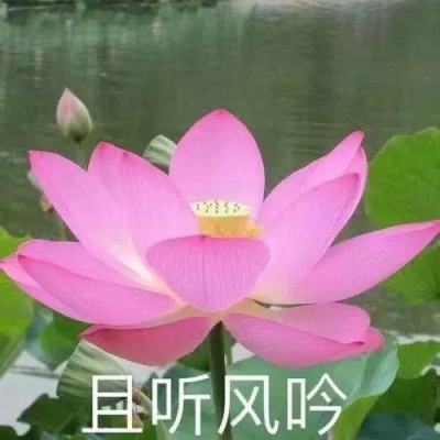 风流清官手游官方正版下载